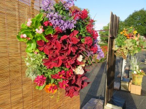 22323649_1470590409685687_2027406781_o