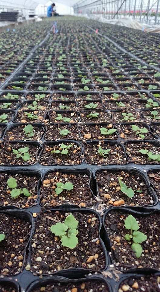 サイネリアが始まります(始まってます)！！