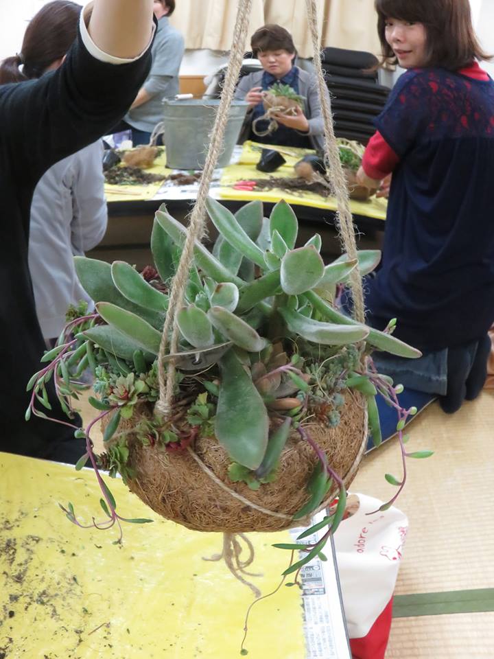 吊り下げタイプの多肉植物の寄せ植え