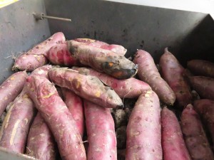 23030813_1491071620970899_878800315_o