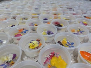 23376602_1503812239696837_7838309394969218091_n