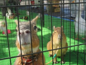 23376616_1504429789635082_4477126756681927625_n