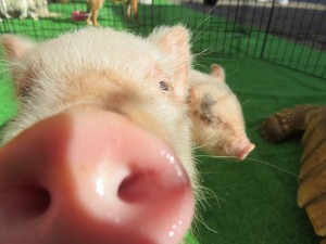 23379829_1504429749635086_7473479171258693166_n