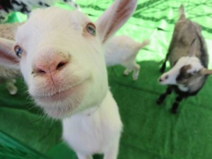 23434735_1504429639635097_7655818689650085470_n