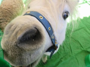 23434791_1504429586301769_6570606555100890160_n