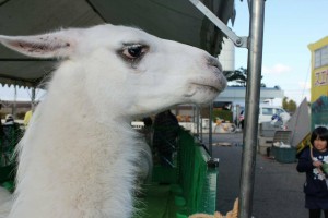 23627444_1506112179466843_1745113993_o