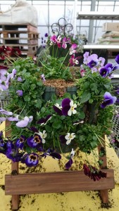 24133406_1519774814767246_83466730_n