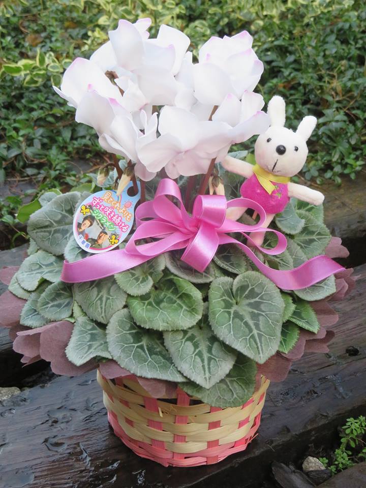 シクラメンのギフト続々♪