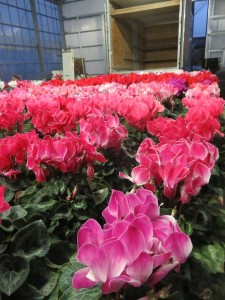 24177158_1528005613944166_2711404868844503783_n