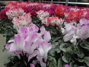 24294435_1528005673944160_8566538635683639304_n