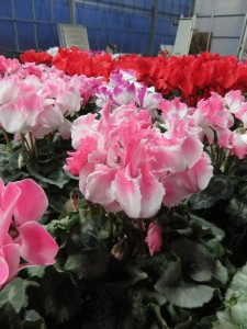 24296306_1528005747277486_8870702670171998612_n