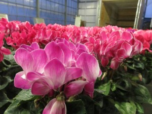 24312540_1528005560610838_8006291232619183682_n