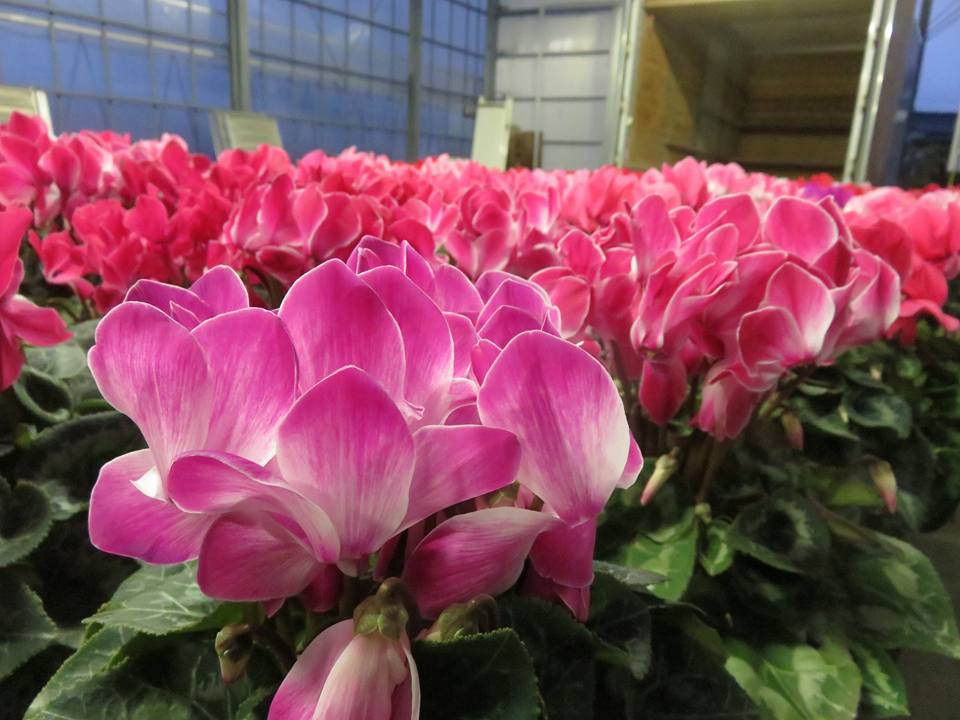 シクラメン速報！！