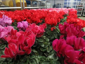 24852489_1528005710610823_482854076861505341_n