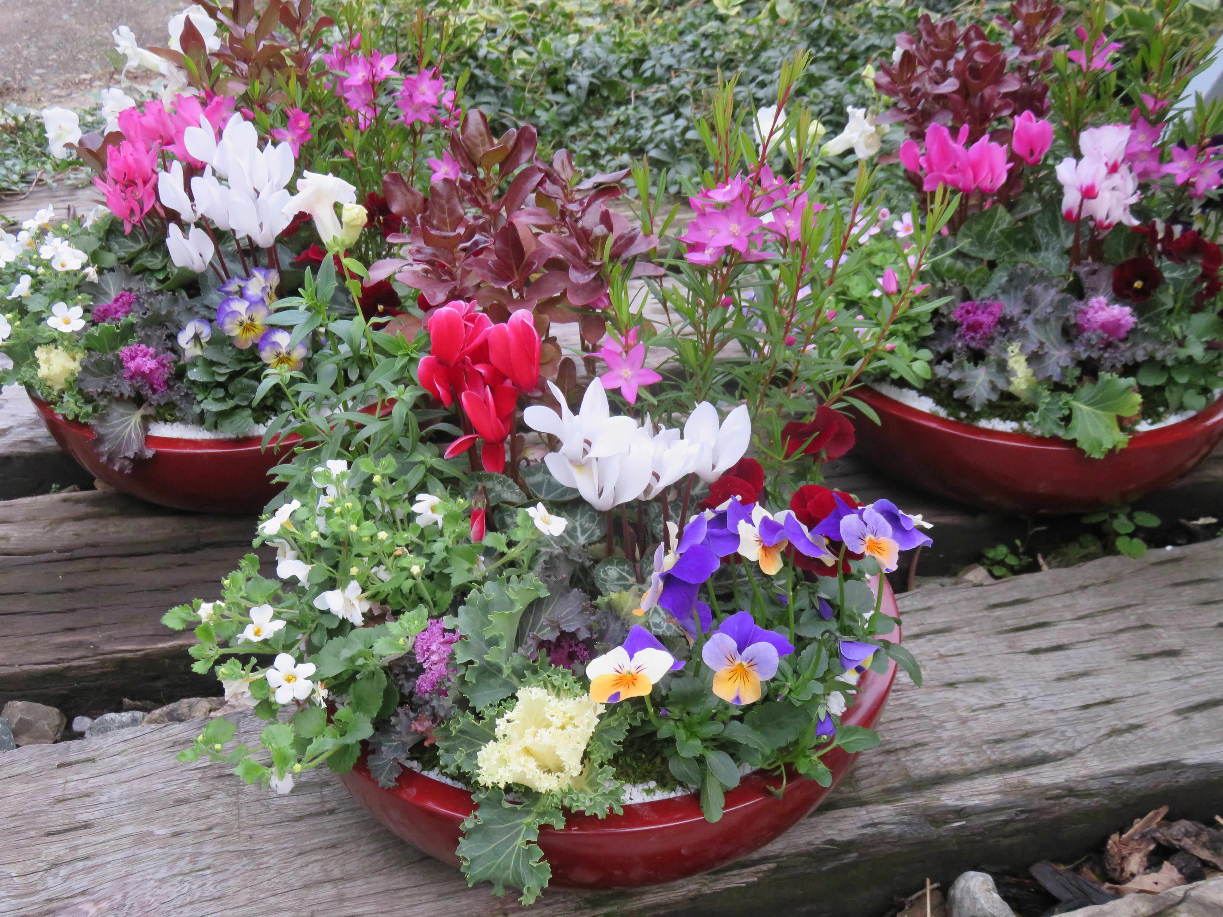 寄せ植えのプレゼント☆