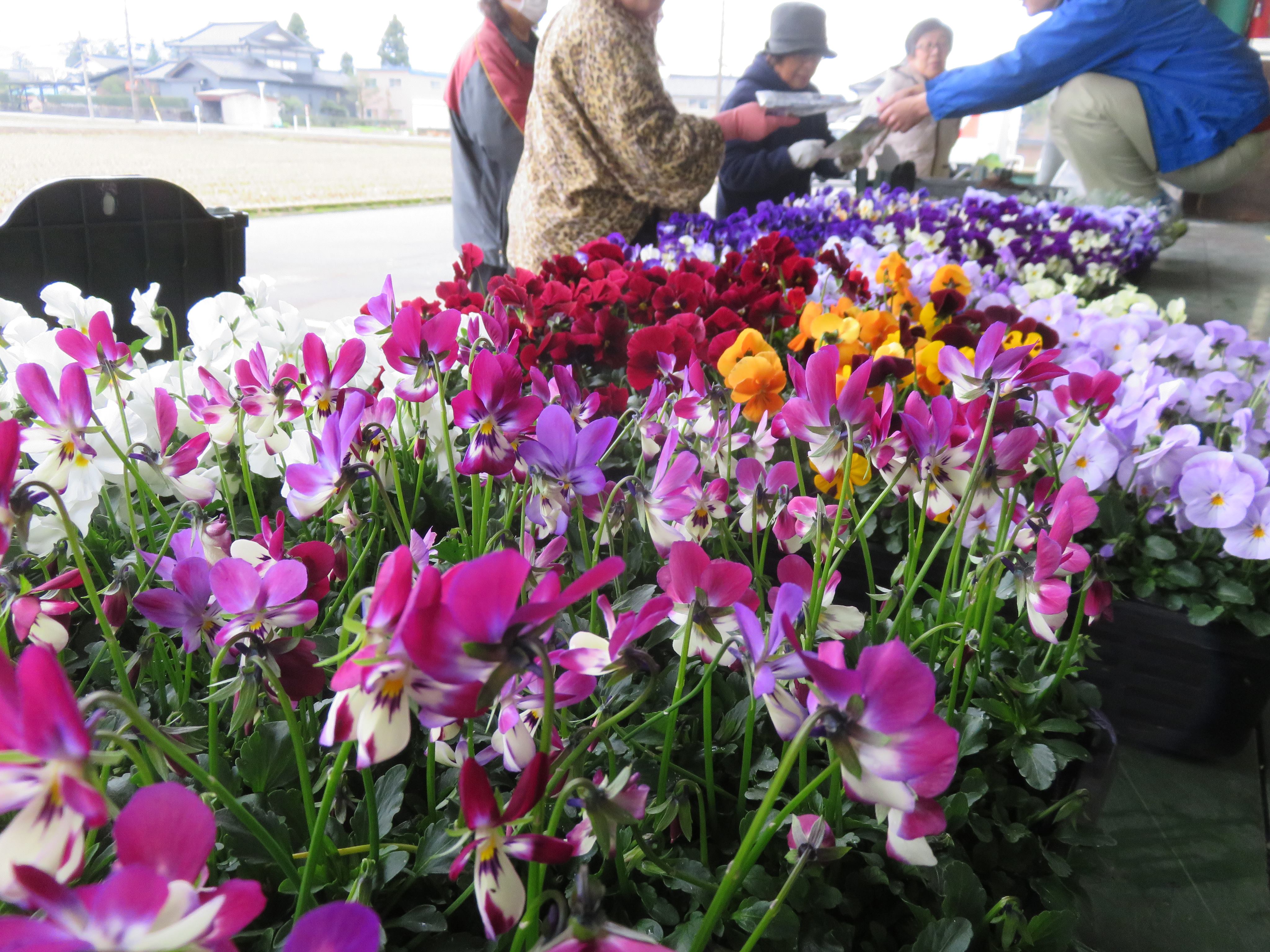 ハンギングバスケット教室