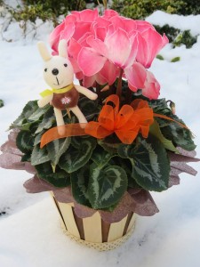 25105649_1532937060117688_1165590916_n