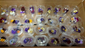 25371261_1536485333096194_963319210_o