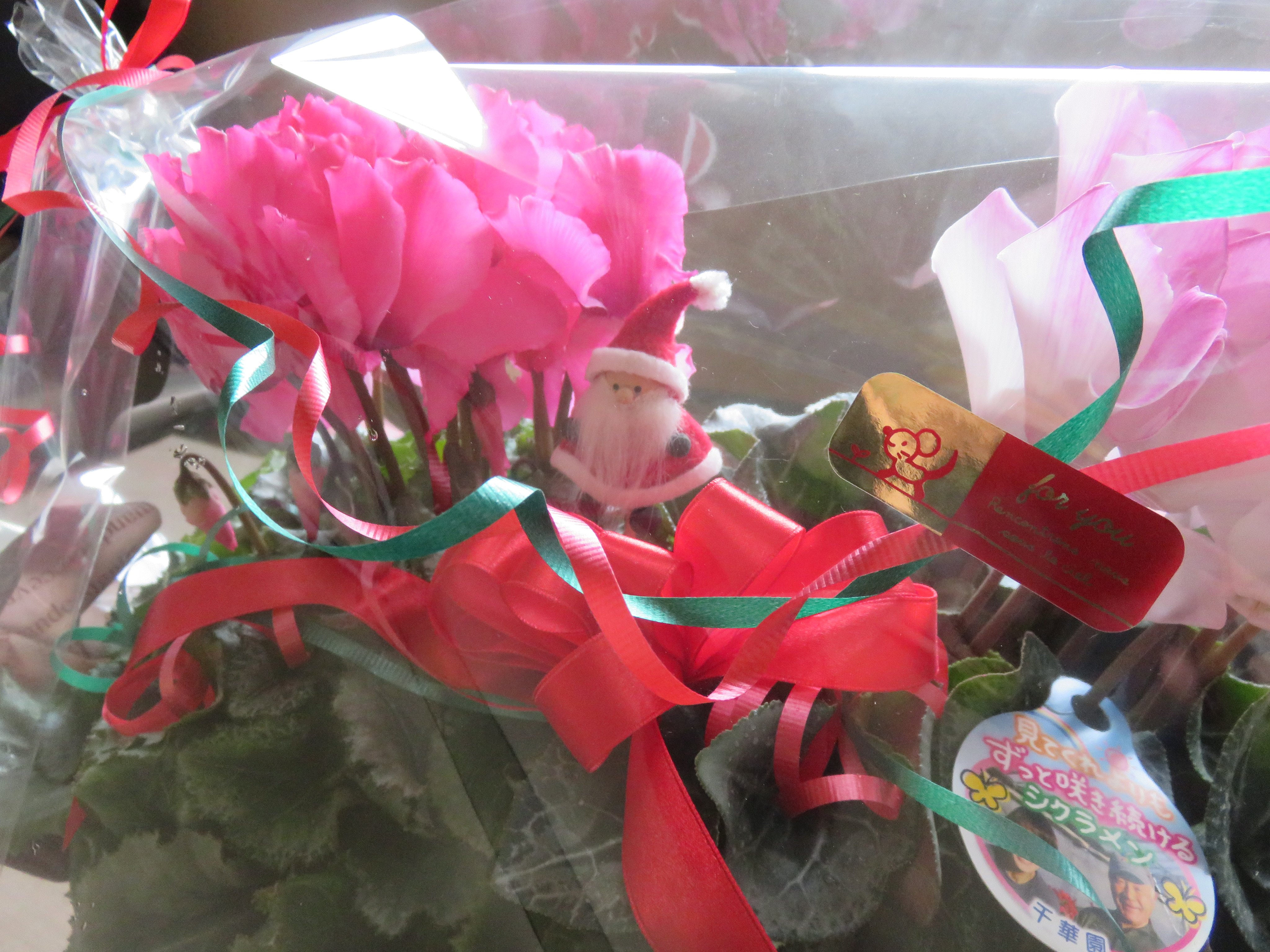 千華園のシクラメンじゃないとっ☆