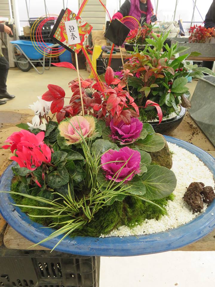 ＪＯＹ☆お正月の寄せ植え