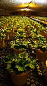 26175194_1549214545156606_858624757_n