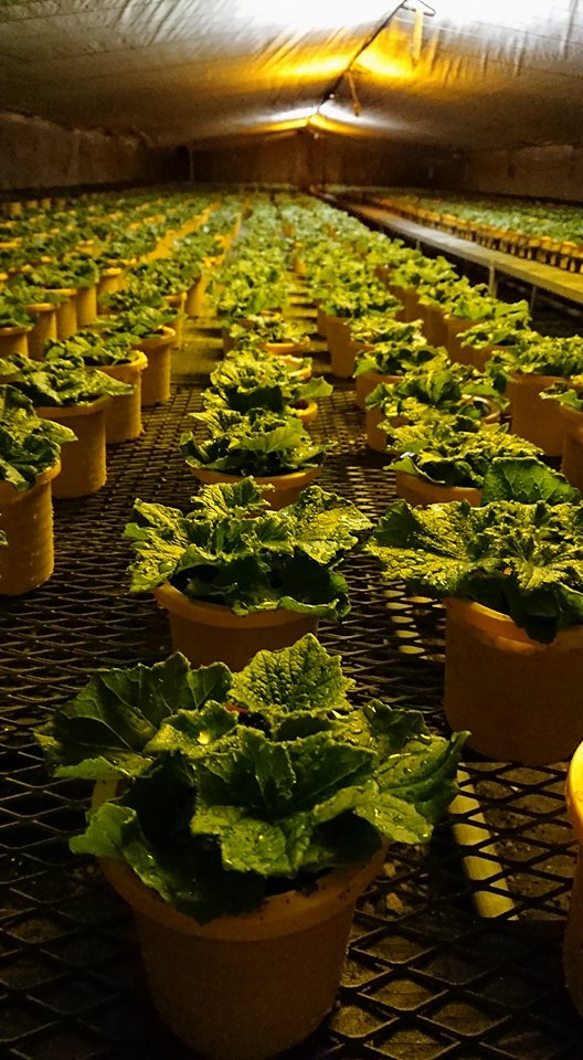 サイネリアの植え替え作業に勤しむ！！