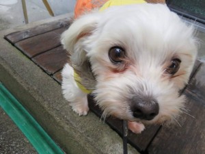 26231319_1564890380255689_7916358513577403470_n