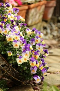 26234384_1555486864529374_1630688212_n