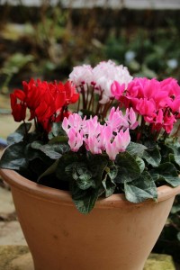 26241359_1555486867862707_32368137_n