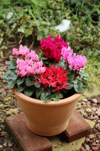 26552781_1555486837862710_448717420_n