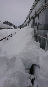 26696981_1565968856814508_987976982_n