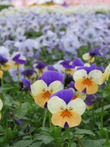 26907067_1580110148733712_8142005748918834691_n