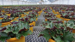 26909672_1568661896545204_2079288900_o