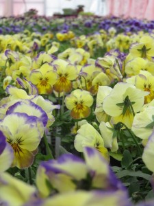 26992261_1580110235400370_8385797757817520903_n