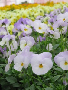 26992669_1580110228733704_5021420099609333888_n