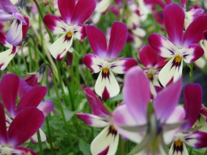 27022081_1580109625400431_6612472161072015377_o