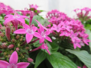 27023831_1580110428733684_6749856343991291659_o