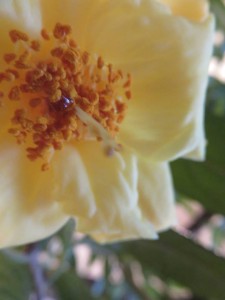 27043015_1572921822785878_1051359353_n