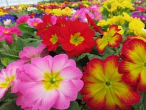 27164545_1580110432067017_4885840152366870918_o