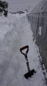 27294151_1581291885282205_33413115_n