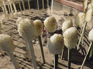 27868056_1603396809738379_2064330213839154348_n