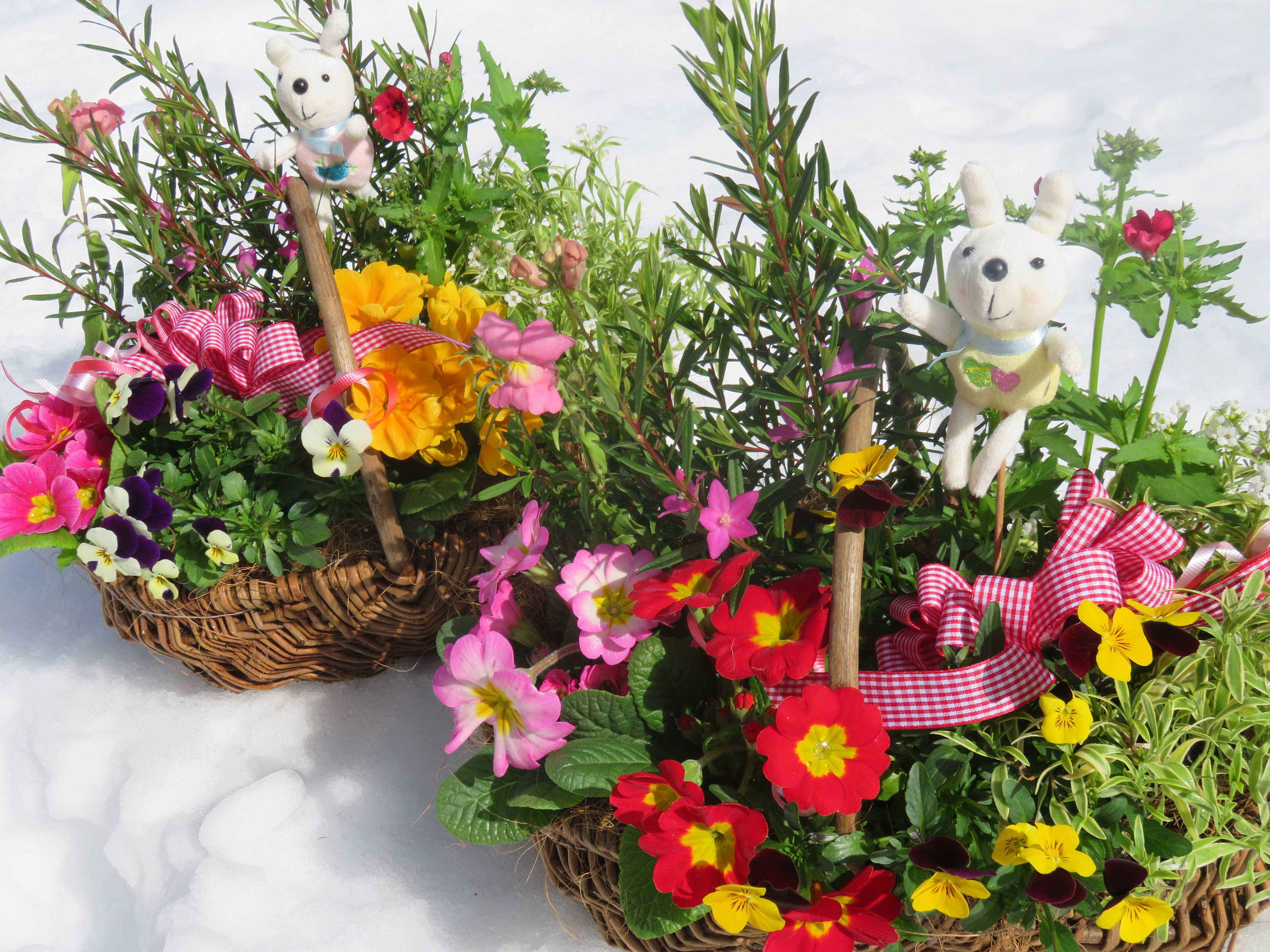 感謝の気持ちに寄せ植えを♪