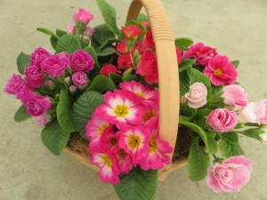 28417436_1611500692261324_1364131049_o