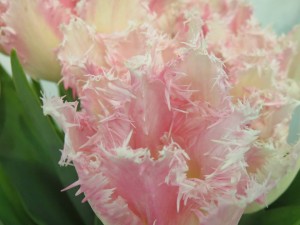 28378828_1618798848198175_5547522132109313776_n