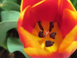 28685584_1618798911531502_942412460235154456_n