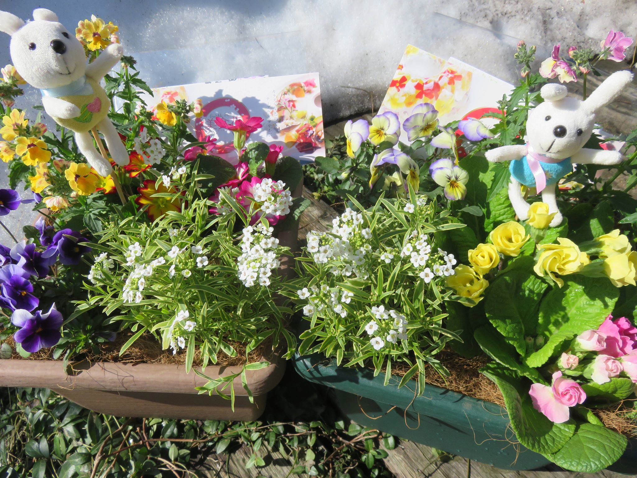 エディブルフラワー「美食花」の発送！！