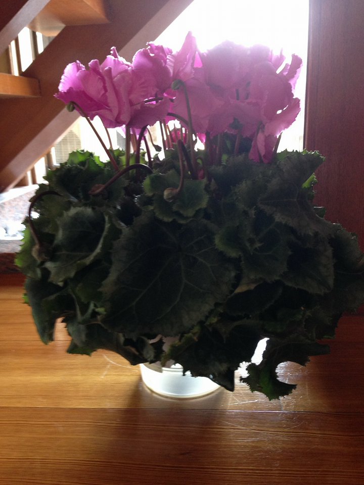 シクラメン元気もりもり！！