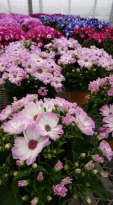 29663513_1646438972100829_1750249674_n