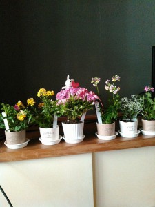 29666264_1645312832213443_1507780295_n