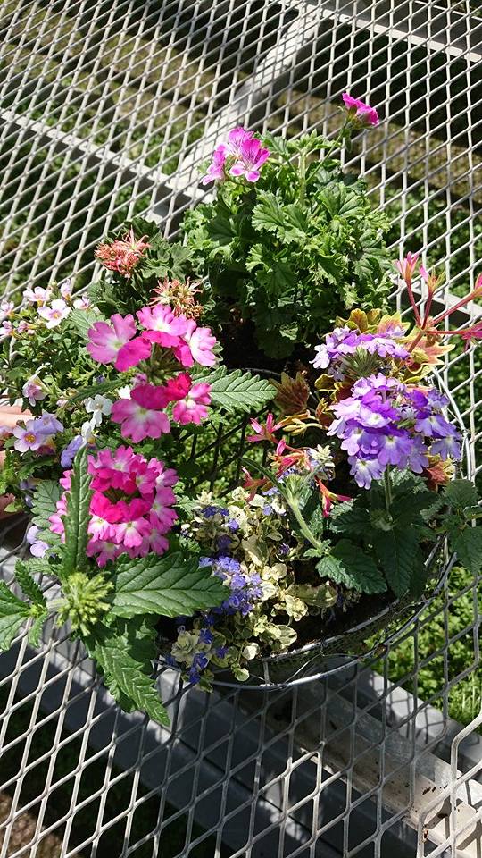 今月のJOY☆ガーデニング隊